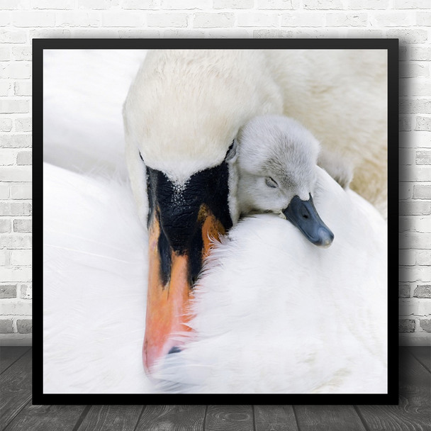 Mute Swan Cygnet Tender Tenderness Cute Swans Baby Chick Chicken Square Wall Art Print