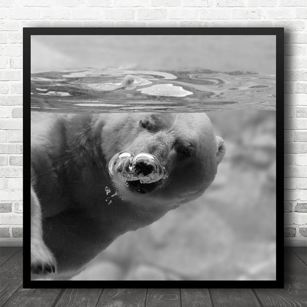 Australia Polar Bear Underwater Bubble Surface Water Animals Air Square Wall Art Print