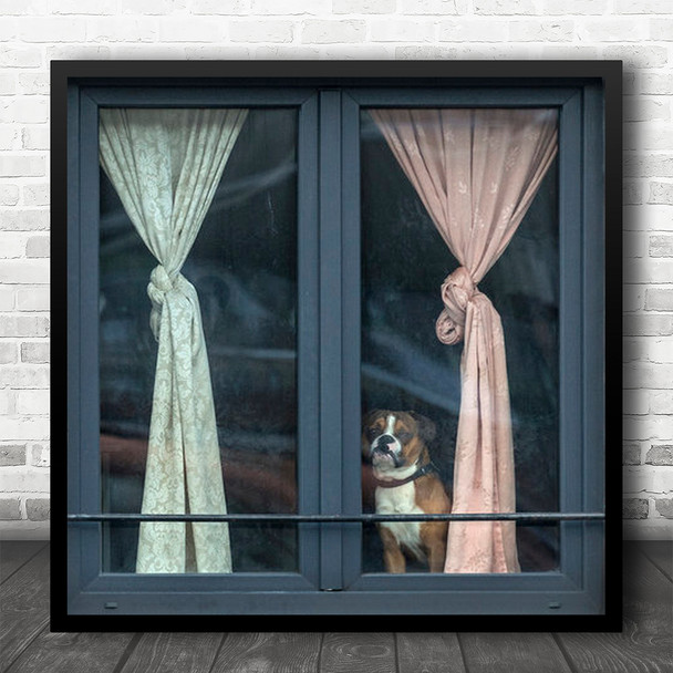 Drapes Curtains Window Dog Longing Missing Miss Waiting Wait Pet Square Wall Art Print