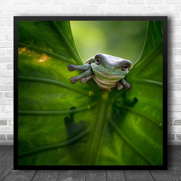 Animals Frog Leaf Green Tree Leaves Animal Frogs Surprise Hello Square Wall Art Print