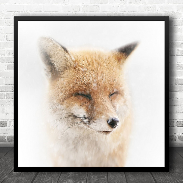 Fox Snow Face Winter Animal Animals Wildlife Wild Nature Closed Square Wall Art Print