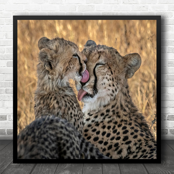 Cheetah Wild Animal Tanzania Sunrise Africa Lick Licking Tongue Square Wall Art Print