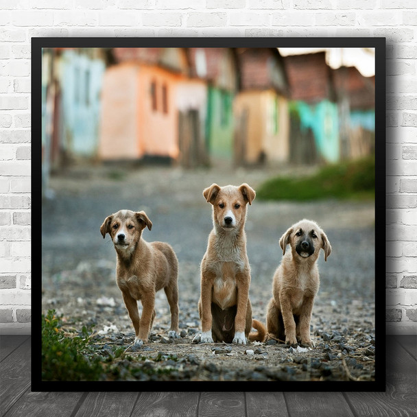 Animals Pets Dogs Houses Buildings Street Bokeh Trio Musketeers Square Wall Art Print