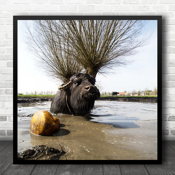 Water Buffalo Buffaloes Buffalos Fun Funny Humour Humour Cattle Square Wall Art Print