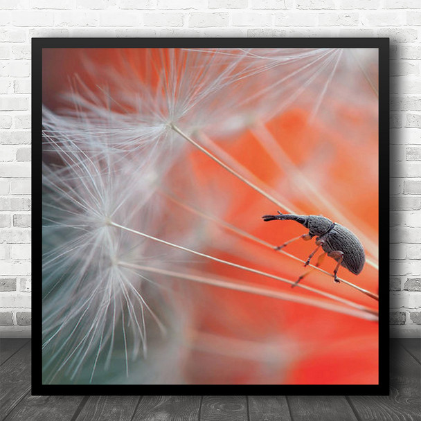 Weevil Insect Akene Dandelion Red Bug Downy Tuft Macro Insects Square Wall Art Print