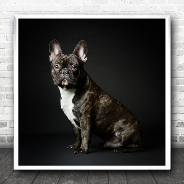 Animal Dog Bulldog Animals Dogs French Cute No Background Pet Square Wall Art Print