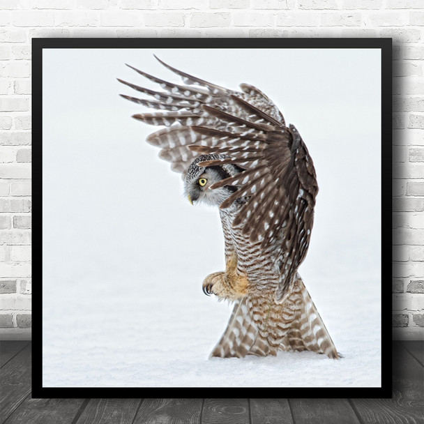 Wildlife Northern Hawk Owl Field Mouse Catching Caught Birds Square Wall Art Print