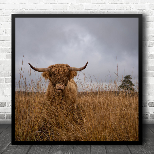 Cow Animal Animals Cattle Farm Farming Horns Horn Field Fur Square Wall Art Print