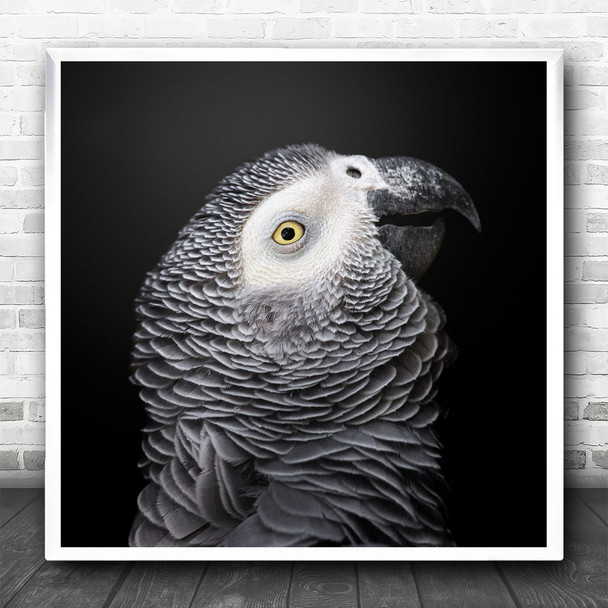 Animals Birds Feathers Parrot African Grey Animal Bird Dark Square Wall Art Print