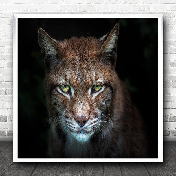 Bobcat Lynx Feline Animal Animals Face Eyes Dark Background Square Wall Art Print