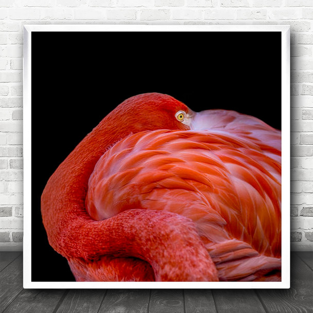 Flamingo Flamingos Bird Birds Animal Animals Red Feathers Square Wall Art Print