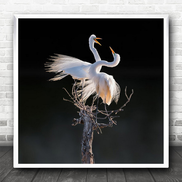 Love In The Air Two Birds Fighting On Tree Square Wall Art Print