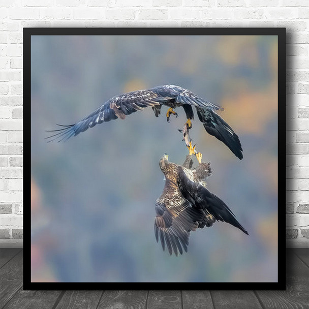 Eagles Fighting Over Fish Flying Action Square Wall Art Print