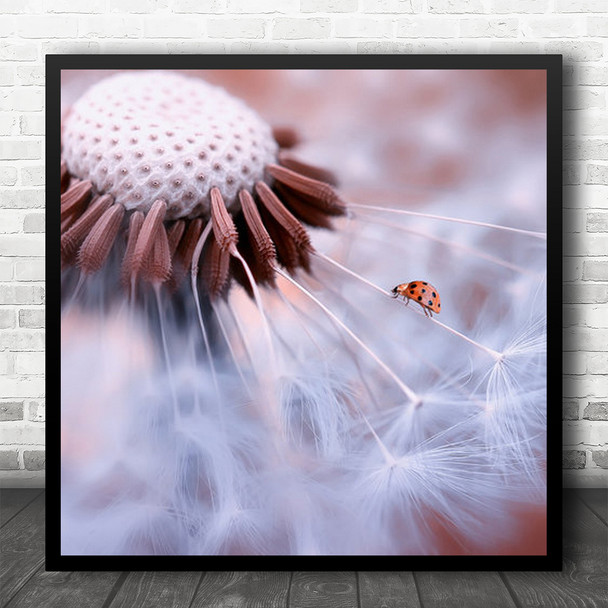 Ladybug Ladybird Dandelion Macro Bokeh Flower Flowers Dandelions Square Wall Art Print