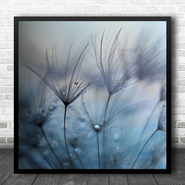 Drops Dew Dandelion Downy Tuft Tufts Feather Drop Droplet Square Wall Art Print