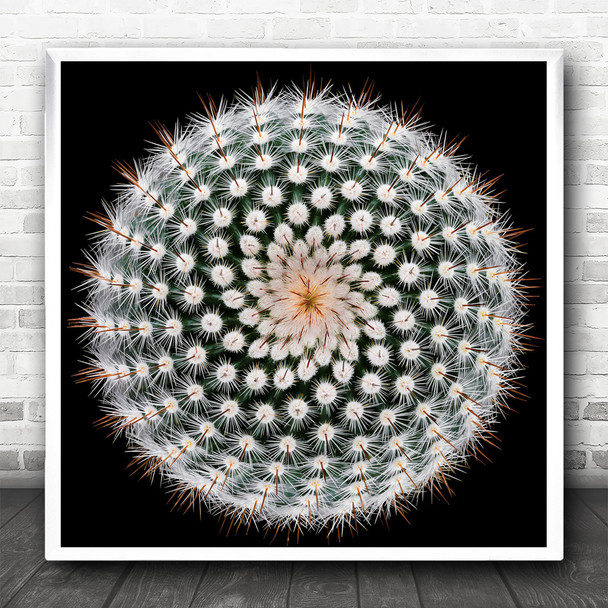 Notocactus Cactus Macro Spines Abstract Radial Symmetry Square Wall Art Print