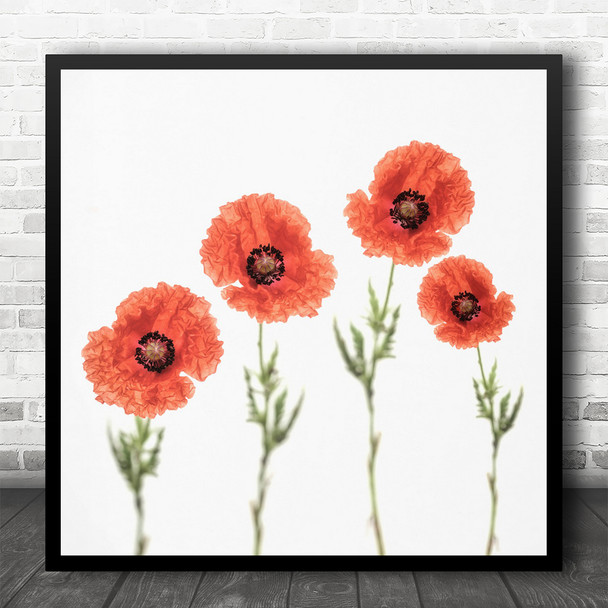 Poppy Poppies Flower A Play With Single Square Wall Art Print
