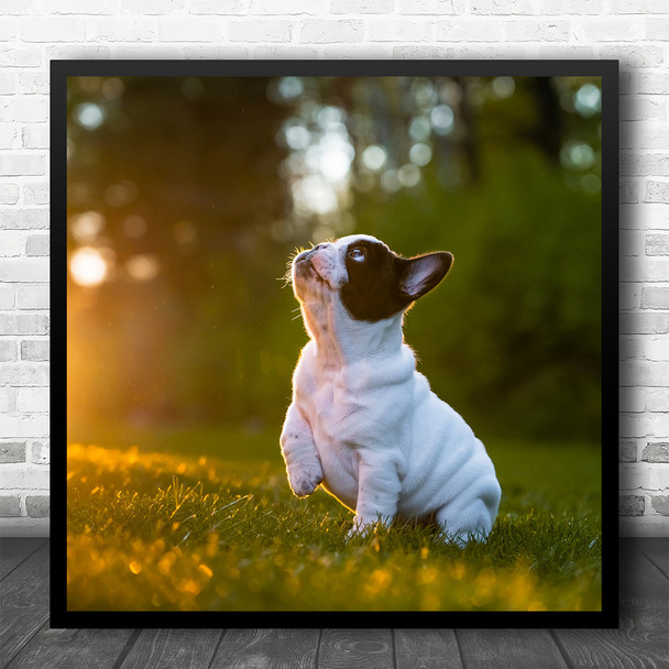 Bulldog French Puppy Light Cute Bokeh Grass Lawn Puppies Animal Square Art Print