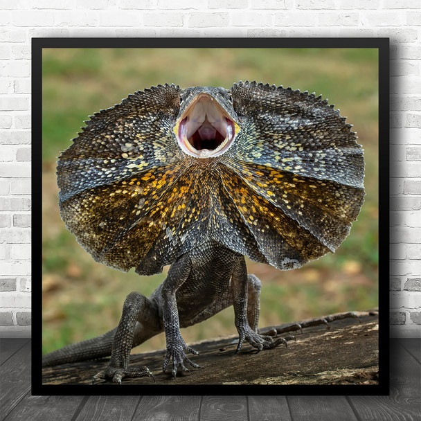 Lizard Dinosaur Animal Animals Reptile Indonesia Dragon Lizards Square Art Print