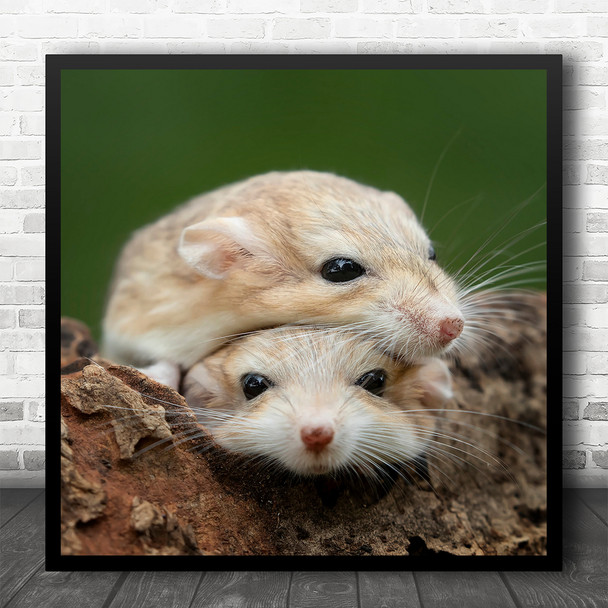 Rat Cute Nature Wild Wildlife Fun Funny Desert Rats Animal Square Wall Art Print