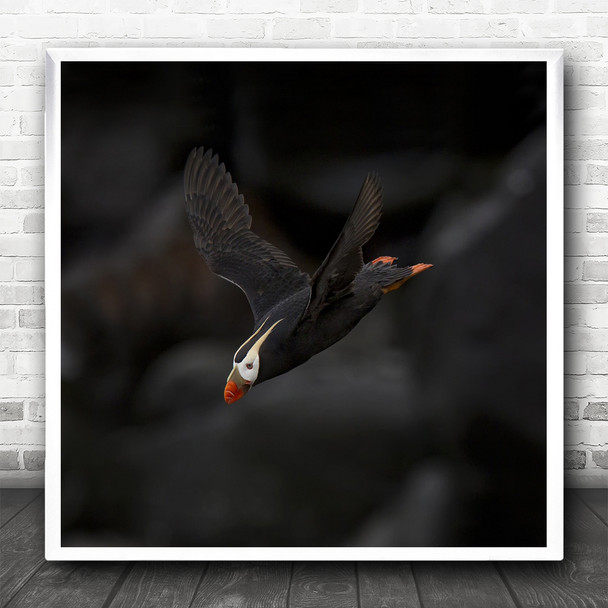 Puffin St Paul Alaska Us USA United States America Dive Diving Square Art Print