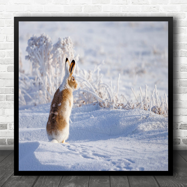 Rabbit Jackrabbit Bunny Winter Snow Frost Cold Chilly Wildlife Square Art Print