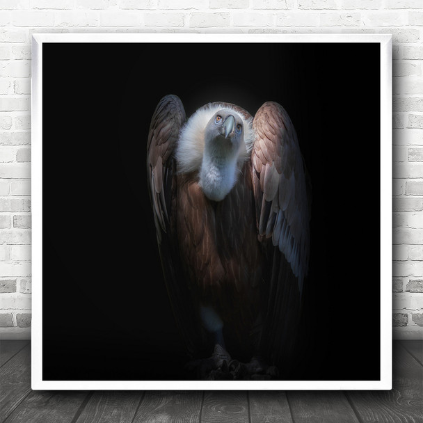 Vulture Vultures Bird Birds Animal Animals Black Background No Square Art Print