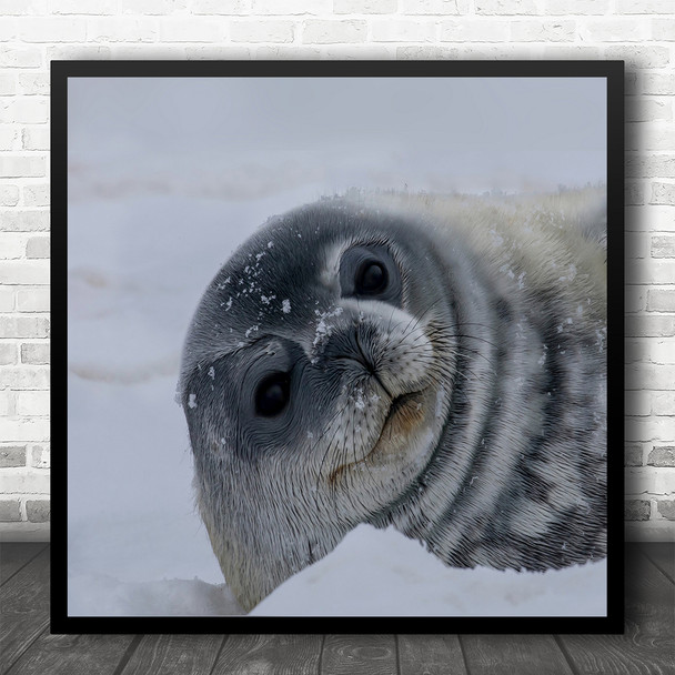 Seal Antarctica Seals Baby Winter Cold Frost Frozen Snow Square Wall Art Print