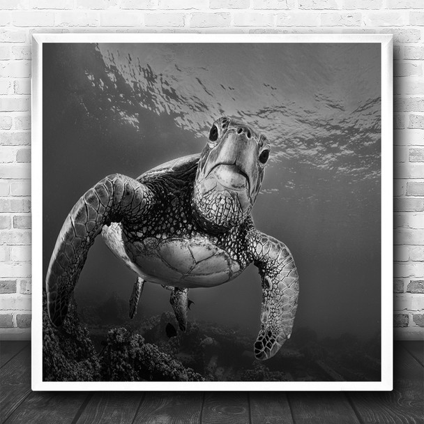 Underwater Turtle Turtles Sea Green B&W Water Bottom Perspective Square Print