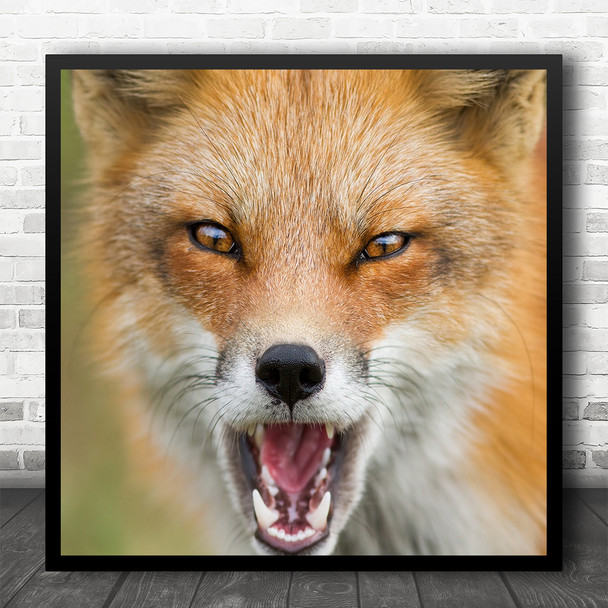 Red Fox Male Close Up Portrait Wild Wildlife Vulpes Attitude Square Art Print
