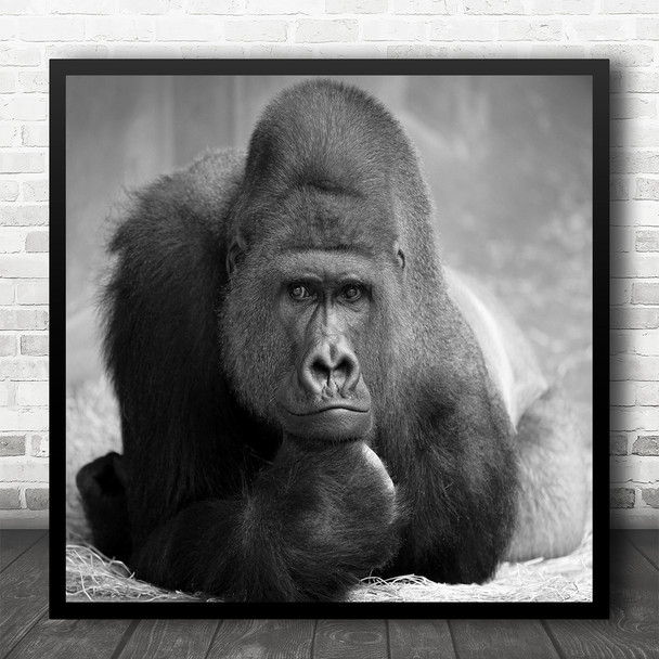 Animals Wildlife Wild Animal Chimpanzee B&W Black White The Square Art Print