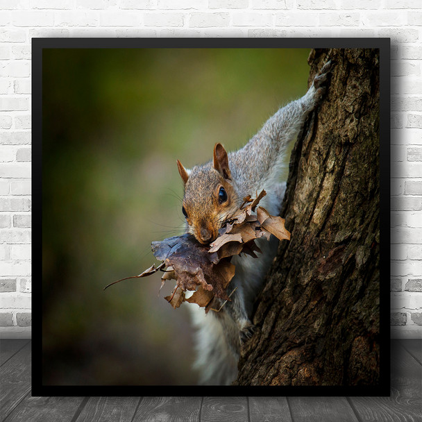 Squirrel Leaves Tree Bokeh Carry Construction Square Wall Art Print