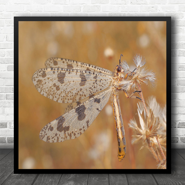 Nature Macro Dandelion Dragon Fly Wildlife Square Wall Art Print