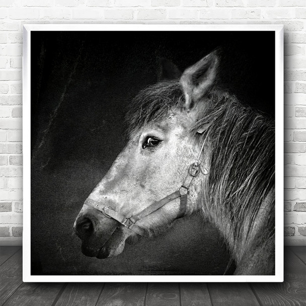 Black And White Side Portrait Of Horse Square Wall Art Print