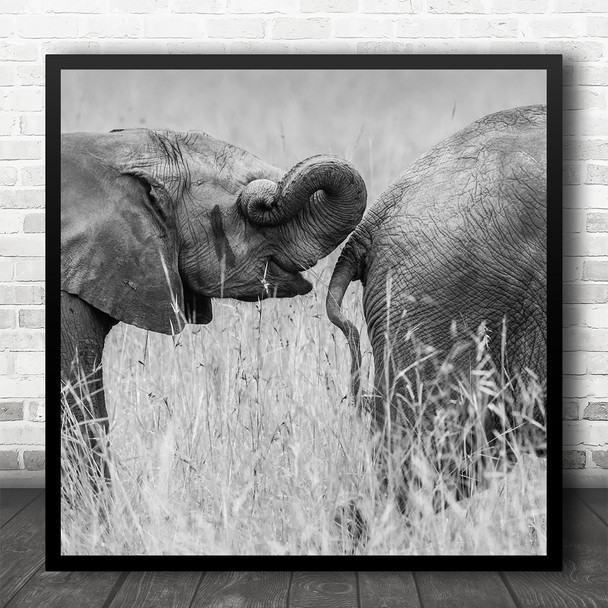 Elephant Fun Funny Humour B&W Wildlife Square Wall Art Print