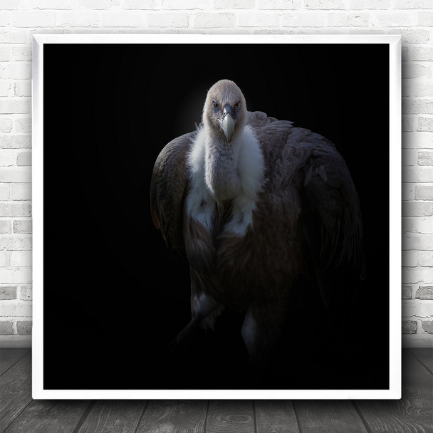Vulture Bird Animal Dark Background Square Wall Art Print