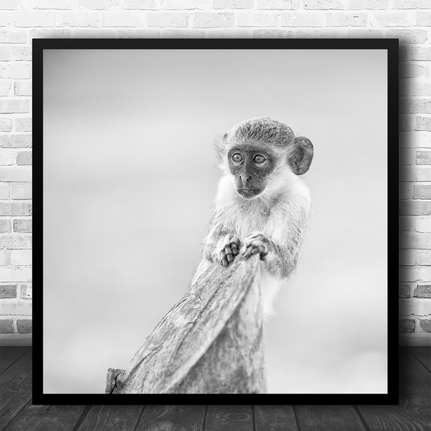 Little Monkey Black White Portrait Square Wall Art Print