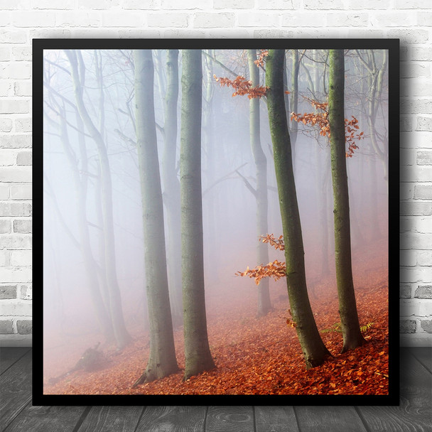 Beeches Trees Mist Fog Light Forest Autumn Colors Red Fall Leaf Square Art Print