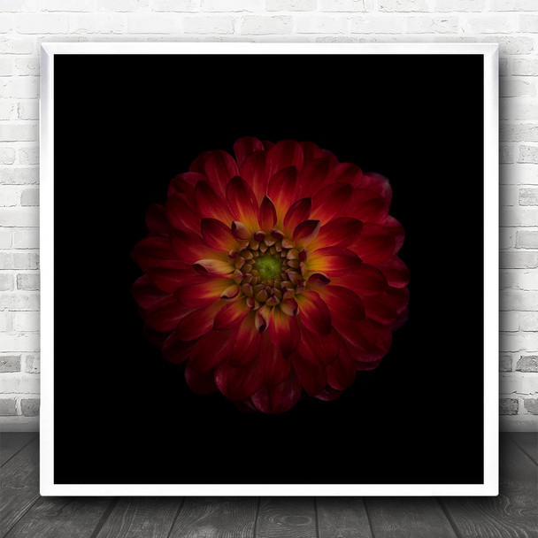 Dahlia Flower Macro Red Dark Low Key Low-Key Flowers Flora Square Wall Art Print