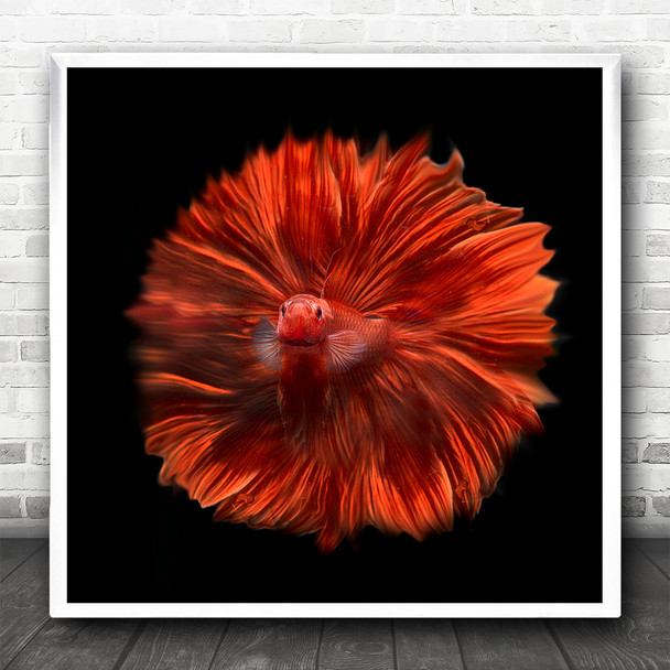 Fish Red Macro Animal Animals Water Underwater No Background Square Art Print