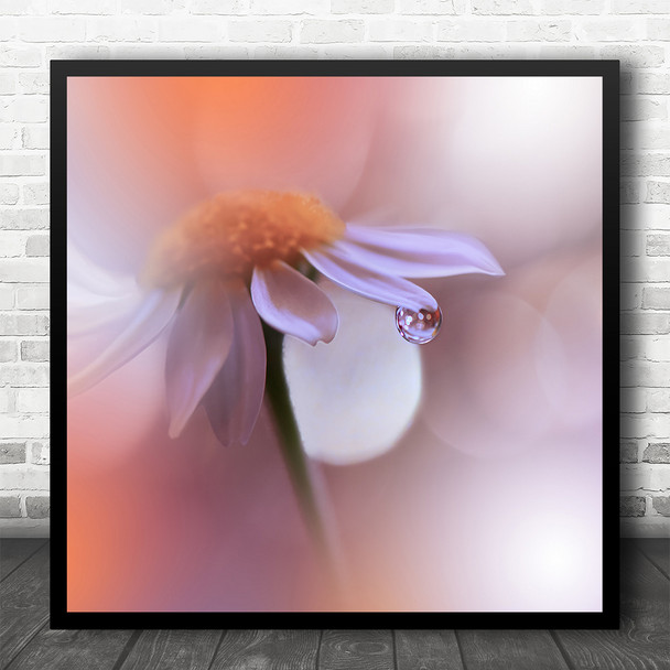 Still Life Macro Daisy Water Droplet Soft Blur Square Wall Art Print