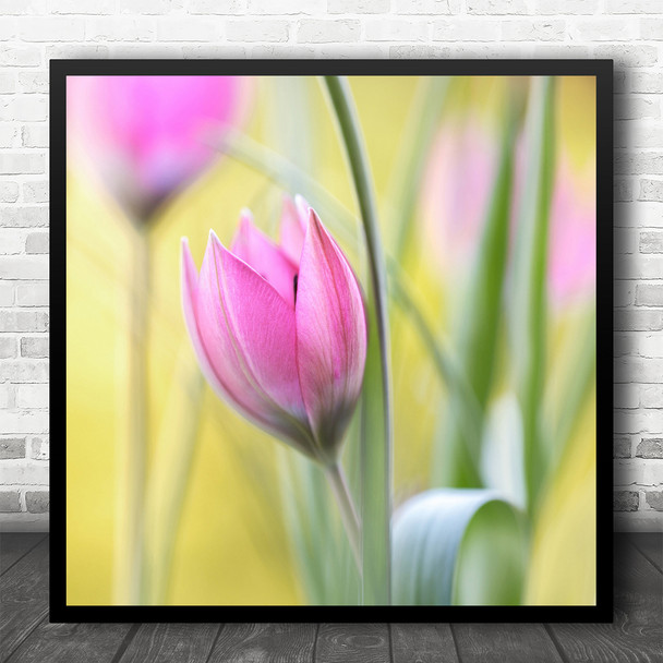 Tulip Spring Flower Vibrant Fresh Pink Garden Square Wall Art Print