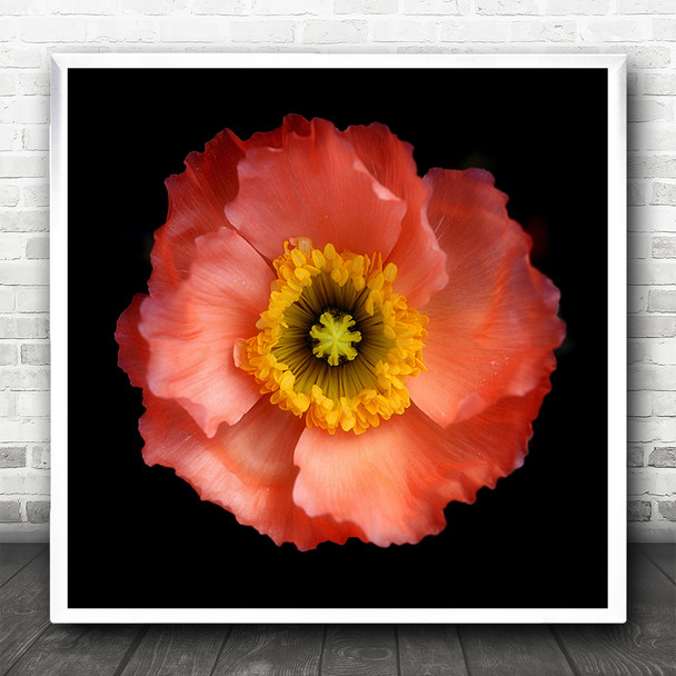 Poppy Flower Red Graphic Still Life Bloom Square Wall Art Print