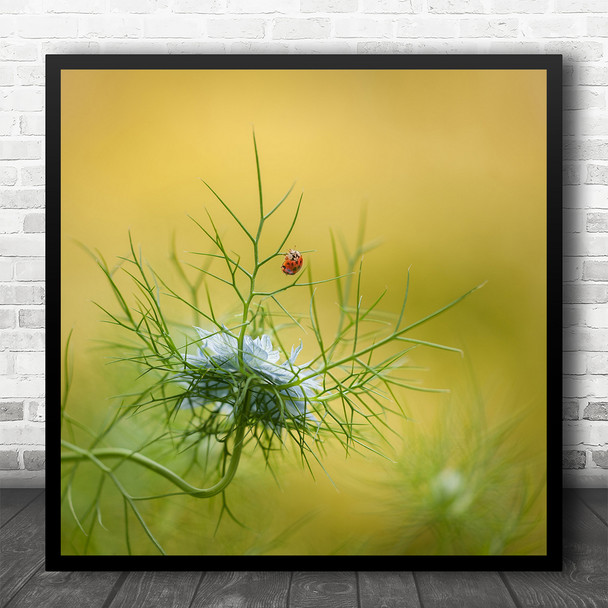 Macro Still Life Meadow Lady Bug Nature Square Wall Art Print