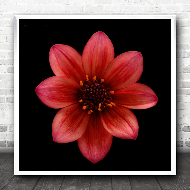 Red Dahlia Macro Close Up Flower Square Wall Art Print