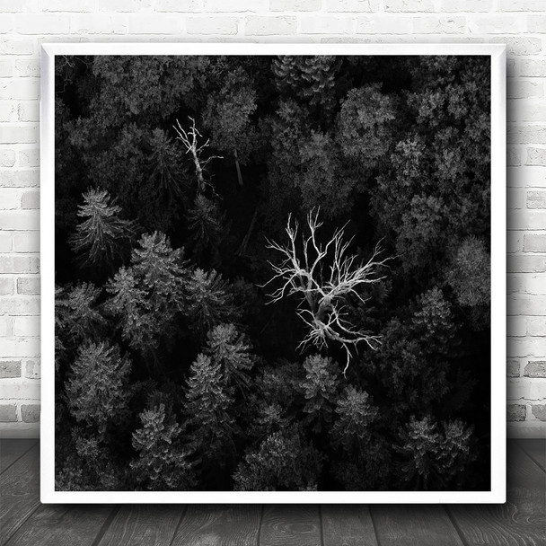 Trees Forest Aerial Foliage Tree Dead Death Withered Wither Dry Square Art Print