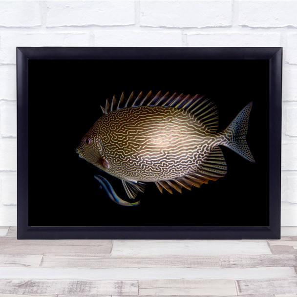 Underwater Fish Wildlife Nature Animal Black Background Wall Art Print