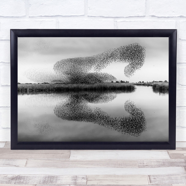 Reflections Nature Starlings Formation Bird Wildlife Wild ShapesPrint