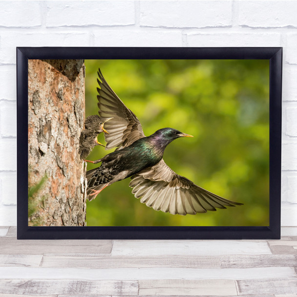 Action Amazing Animal Awesome Baby Beak Beautiful Bird Wall Art Print