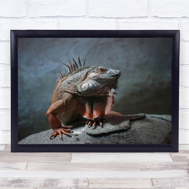 Everyday Portrait Blue Orange Red Nature Animal Lizard Wall Art Print